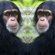 chimpstare's Avatar