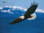 iranian eagle's Profile Picture