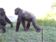 Jamming Monkey's Avatar