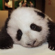 Ian.'s Avatar