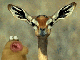 gorlom's Avatar