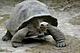 Giant Tortoise's Avatar