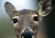 Nogyong's Avatar