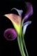 67lilies's Avatar