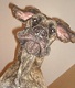 rooy's Avatar
