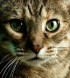 salexfo's Avatar