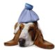 1S1ckPuppy's Avatar