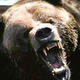 Angry Bear's Avatar