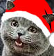 IFlatTheNuts's Avatar