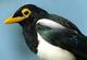 PokerMagpie's Avatar