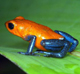 cute lil frog's Avatar