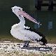 scoop the pelican's Avatar