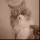 atakcat's Avatar