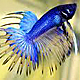 betafish112's Avatar