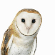 whiteowls's Avatar