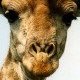 Jeeraph's Avatar