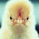 ANGRY chicken's Avatar
