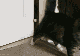 psychocat's Avatar