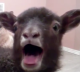 WhySoCurious's Avatar