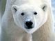 Bi-polar Bear's Avatar