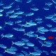 BeaucoupFish's Avatar
