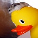 Hamsterduck's Avatar