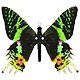 ButterflySymmetry's Avatar