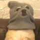 thedingoo's Avatar