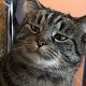 PmagicLchocoOballs's Avatar