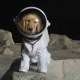 dogmoon's Avatar