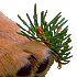 spruce's Avatar