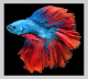 FightingFish's Avatar