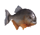 thePiranha's Avatar