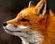 TheFoxNL's Avatar