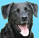 Vicolino's Avatar