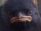 curve's Avatar