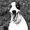 MadDogFerg's Avatar