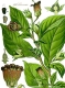 Atropa Komarovii's Avatar