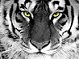 Igobustosoon's Avatar