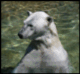 Hattifnatt's Avatar