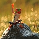 The Frog King's Avatar