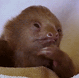 Sloth Slothington's Avatar
