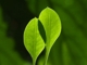 Amaryllis's Avatar