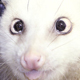 Furbykiller's Avatar
