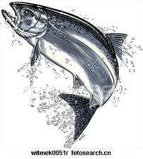 donkyfish's Profile Picture