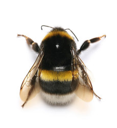 bumblebee99's Profile Picture
