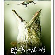 esox lucius's Profile Picture