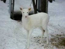 the_white_fawn's Profile Picture