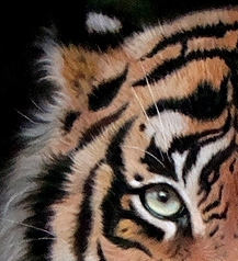 TigerChips's Profile Picture