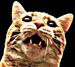 MApoker's Profile Picture
